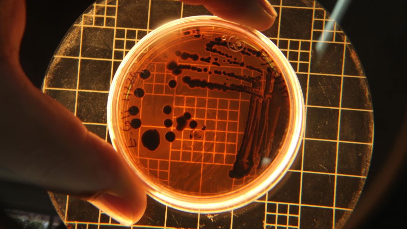 Bacteria Turn A Virus' Own Weapon Against It: Study