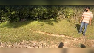 VIDEO: 13 फीट लंबा, 93 किलो का अजगर... नेशनल हाईवे पर 2 घंटे की मशक्कत के बाद हुआ रेस्क्यू