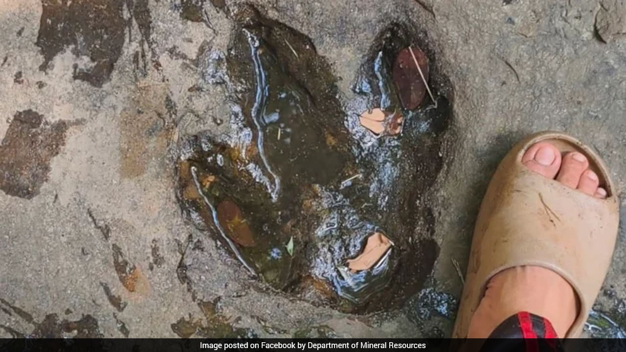 Tourist photos lead to confirmation of 120-million-year-old dinosaur footprints in Thailand