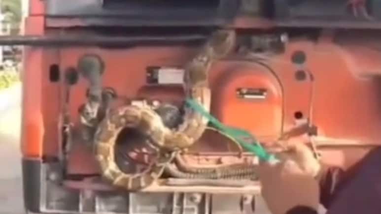फरीदाबाद में ट्रक के इंजन में घुसा 5 फीट लंबा अजगर, पंप पर मची अफरा-तफरी