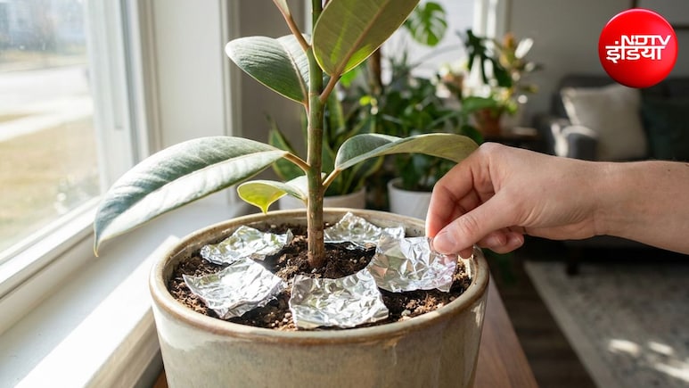 Gardening Tips: गमलों में एल्युमिनियम फॉयल लगाने से क्या होता है? जानें इंडोर प्लांट्स को कैसे मिलेगा फायदा