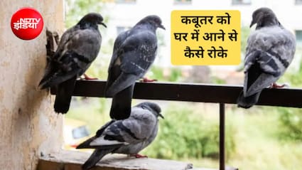 बालकनी में कबूतर आना कैसे रोकें? ये एक चीज टांगने से आसपास भी नहीं दिखेगा एक कबूतर