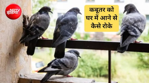 बालकनी में कबूतर आना कैसे रोकें? ये एक चीज टांगने से आसपास भी नहीं दिखेगा एक कबूतर