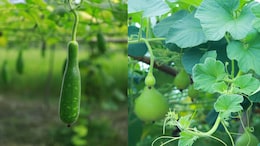 This Bengaluru Farmer Makes Rs 50,000 A Day By Growing Baby Bottle Gourds For Qatar Market