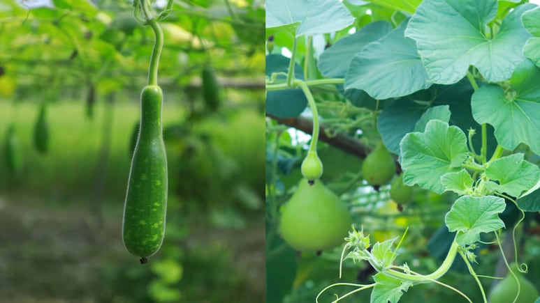 This Bengaluru Farmer Makes Rs 50,000 A Day By Growing Baby Bottle Gourds For Qatar Market
