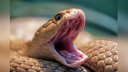 Snakes On A Plane! Man Caught Smuggling More Than 90 Reptiles In Suitcase At German Airport