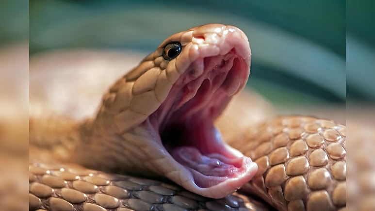 Snakes On A Plane! Man Caught Smuggling More Than 90 Reptiles In Suitcase At German Airport