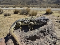 Peru, Home To 296 Species Of lizard, Finds One More - Andean Lizard