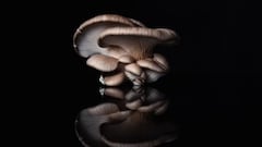 She Started Mushroom Farming With Rs 250. Today, Her Business Earns Rs 90 Lakh Annually