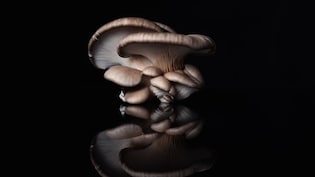She Started Mushroom Farming With Rs 250. Today, Her Business Earns Rs 90 Lakh Annually
