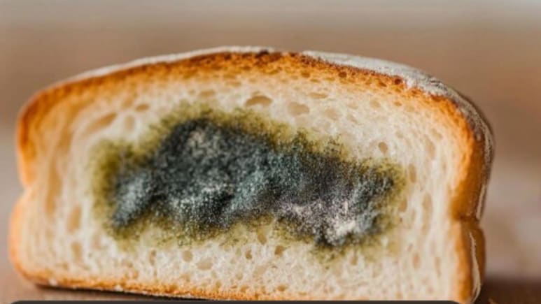 First Came AI Slop. Now AI Slime Mold' is Taking Over the Web