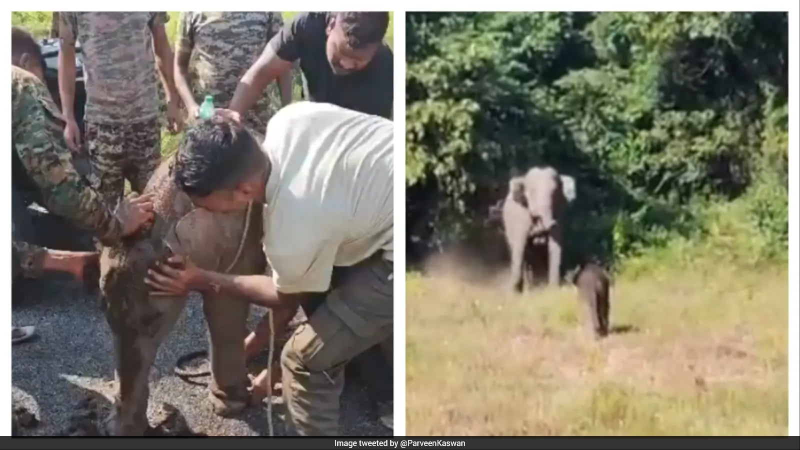 Elephant Calf Reunited with Mother After Seven-Hour Separation in West Bengal