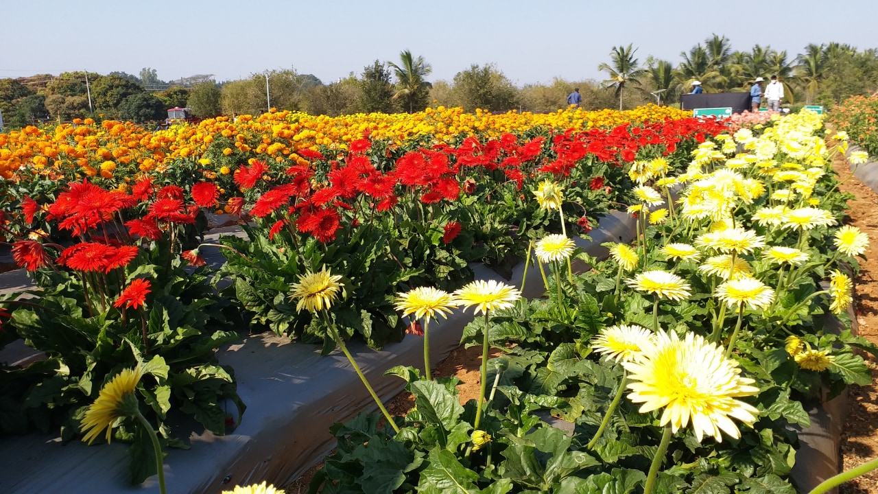 Gardening Tips: सिर्फ 100 रुपये में घर को दें गार्डन जैसा लुक, रंग-बिरंगे फूलों वाला ये पौधा बढ़ाएगा खूबसूरती