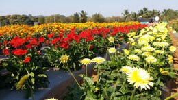 Gardening Tips: सिर्फ 100 रुपये में घर को दें गार्डन जैसा लुक, रंग-बिरंगे फूलों वाला ये पौधा बढ़ाएगा खूबसूरती