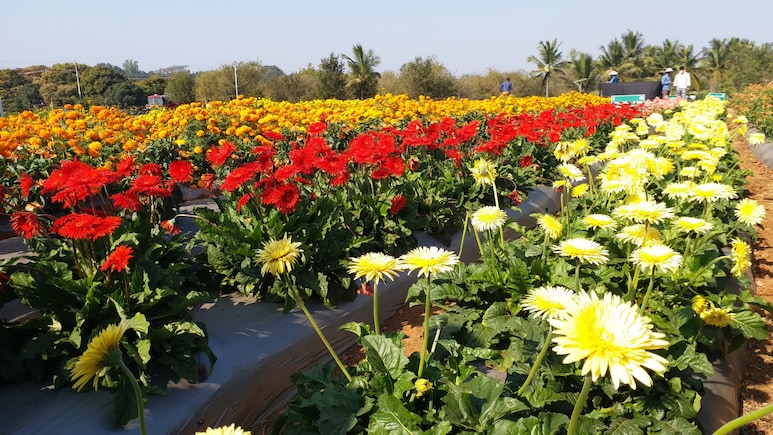 Gardening Tips: सिर्फ 100 रुपये में घर को दें गार्डन जैसा लुक, रंग-बिरंगे फूलों वाला ये पौधा बढ़ाएगा खूबसूरती