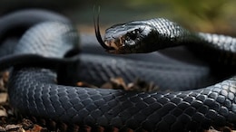 Snake Dream Meaning: सपने में सांप दिखने का क्या है मतलब? जानें काला, भूरा और सांपों का झुंड देखना, क्या मिलता है शुभ-अशुभ संकेत?