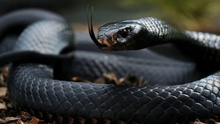 Snake Dream Meaning: सपने में सांप दिखने का क्या है मतलब? जानें काला, भूरा और सांपों का झुंड देखना, क्या मिलता है शुभ-अशुभ संकेत?