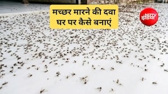 मच्छर घर में ना आए इसके लिए क्या करें? मच्छर को भगाने के लिए क्या जलाना चाहिए