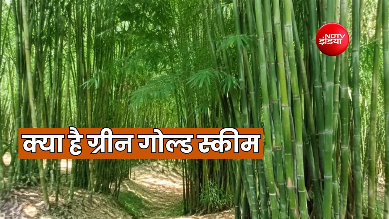 बांस की खेती से लाखों की कमाई, सरकार देती है 36000 रुपये की सब्सिडी, जानें शर्त और खासियत