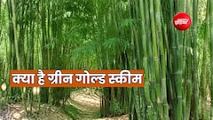 बांस की खेती से लाखों की कमाई, सरकार देती है 36000 रुपये की सब्सिडी, जानें शर्त और खासियत