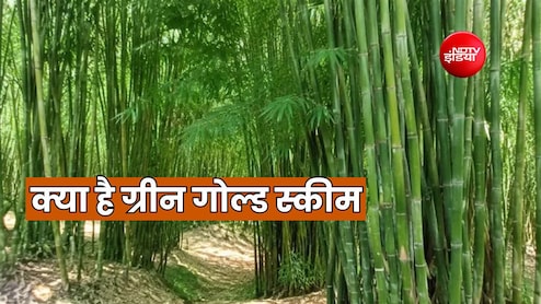 बांस की खेती से लाखों की कमाई, सरकार देती है 36000 रुपये की सब्सिडी, जानें शर्त और खासियत