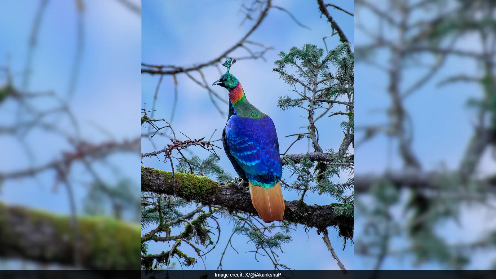 Studies Find Himalayan Monal Alters Calls and Moves Higher Due to Human Activity