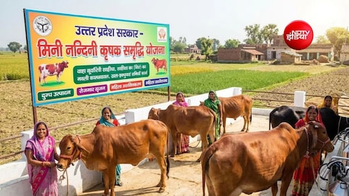 मिनी नंदिनी योजना में बड़ा बदलाव, पशुपालक अब घर बैठे दूसरे राज्यों से खरीद सकेंगे साहीवाल और गिर नस्ल की गाय