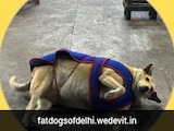Delhi's Fattest Dog Contest Crowns Hauz Khas Favourite Gola As Winner
