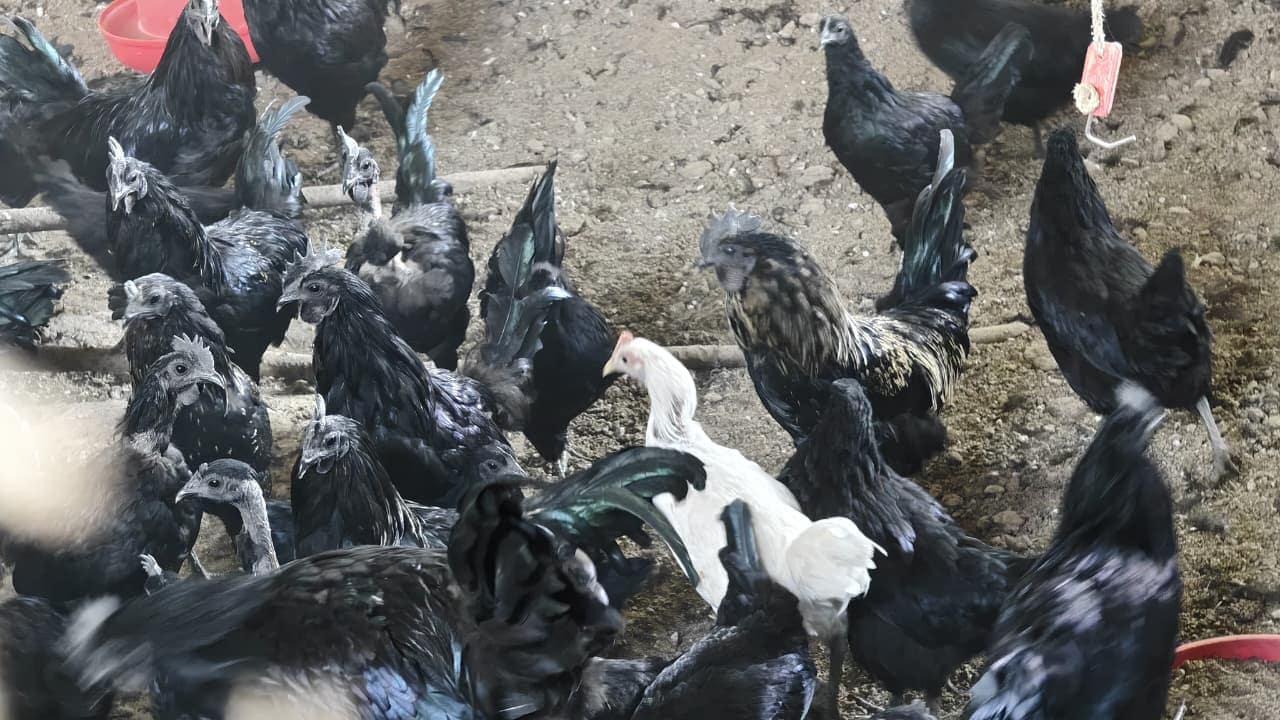 दुर्गाबाई के फार्म में कड़कनाथ प्रजाति के मुर्गे