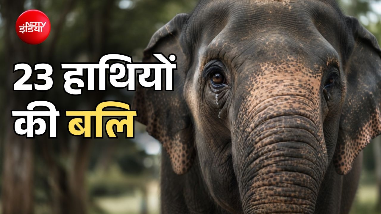 आज एक साथ दी जाएगी 23 हाथियों की बलि, दुनिया भर में उठ रही इन बेगुनाहों को बचाने की आवाज