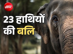आज एक साथ दी जाएगी 23 हाथियों की बलि, दुनिया भर में उठ रही इन बेगुनाहों को बचाने की आवाज