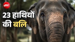आज एक साथ दी जाएगी 23 हाथियों की बलि, दुनिया भर में उठ रही इन बेगुनाहों को बचाने की आवाज