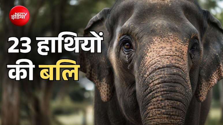 आज एक साथ दी जाएगी 23 हाथियों की बलि, दुनिया भर में उठ रही इन बेगुनाहों को बचाने की आवाज