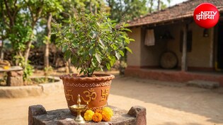 Vastu Tips: तुलसी को किस दिशा में रखना चाहिए? जानिए घर में तुलसी रखने का सही तरीका