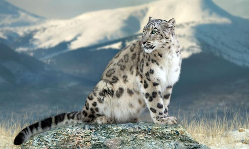 Snow Leopard Safaris In Ladakh To Boost Wildlife Conservation Efforts, Provide Employment