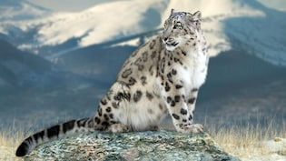 Snow Leopard Safaris In Ladakh To Boost Wildlife Conservation Efforts, Provide Employment To Youth