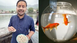 मछली को आटा खिलाने से क्या होता है? एस्ट्रोलॉजर अरुण पंडित ने बताया किसे करना चाहिए ये शक्तिशाली उपाय