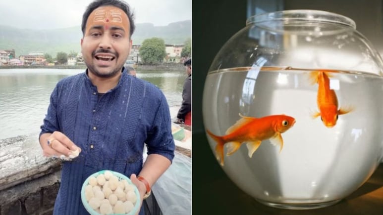 मछली को आटा खिलाने से क्या होता है? एस्ट्रोलॉजर अरुण पंडित ने बताया किसे करना चाहिए ये शक्तिशाली उपाय