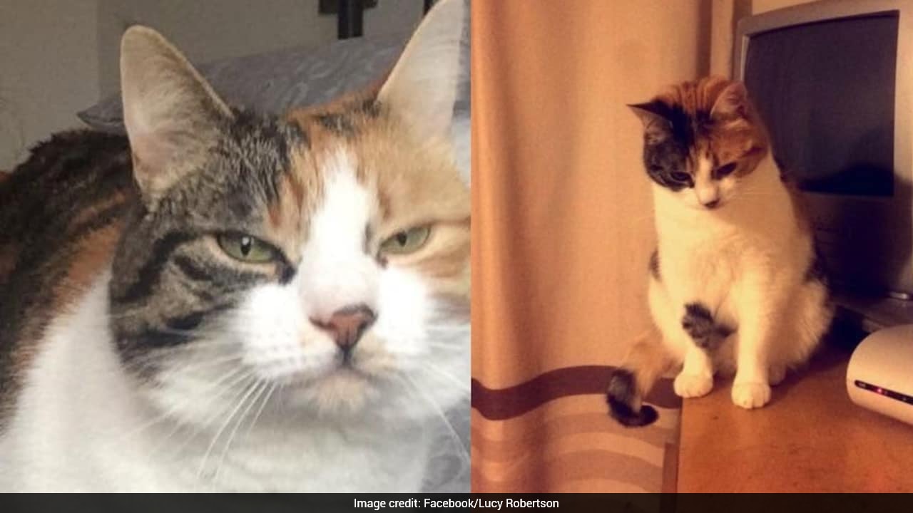 Cat Missing For 10 Years Returns Home On Owner's 30th Birthday