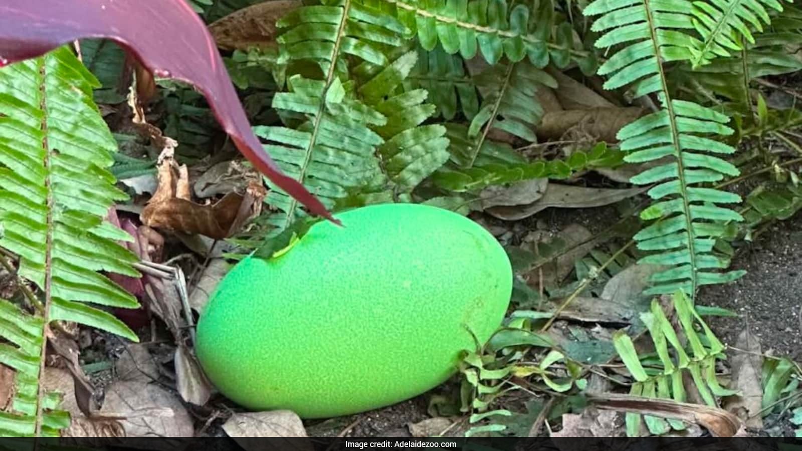 Adelaide Zoo Welcomes First Cassowary Egg in 34 Years Featuring Bright Green Shell