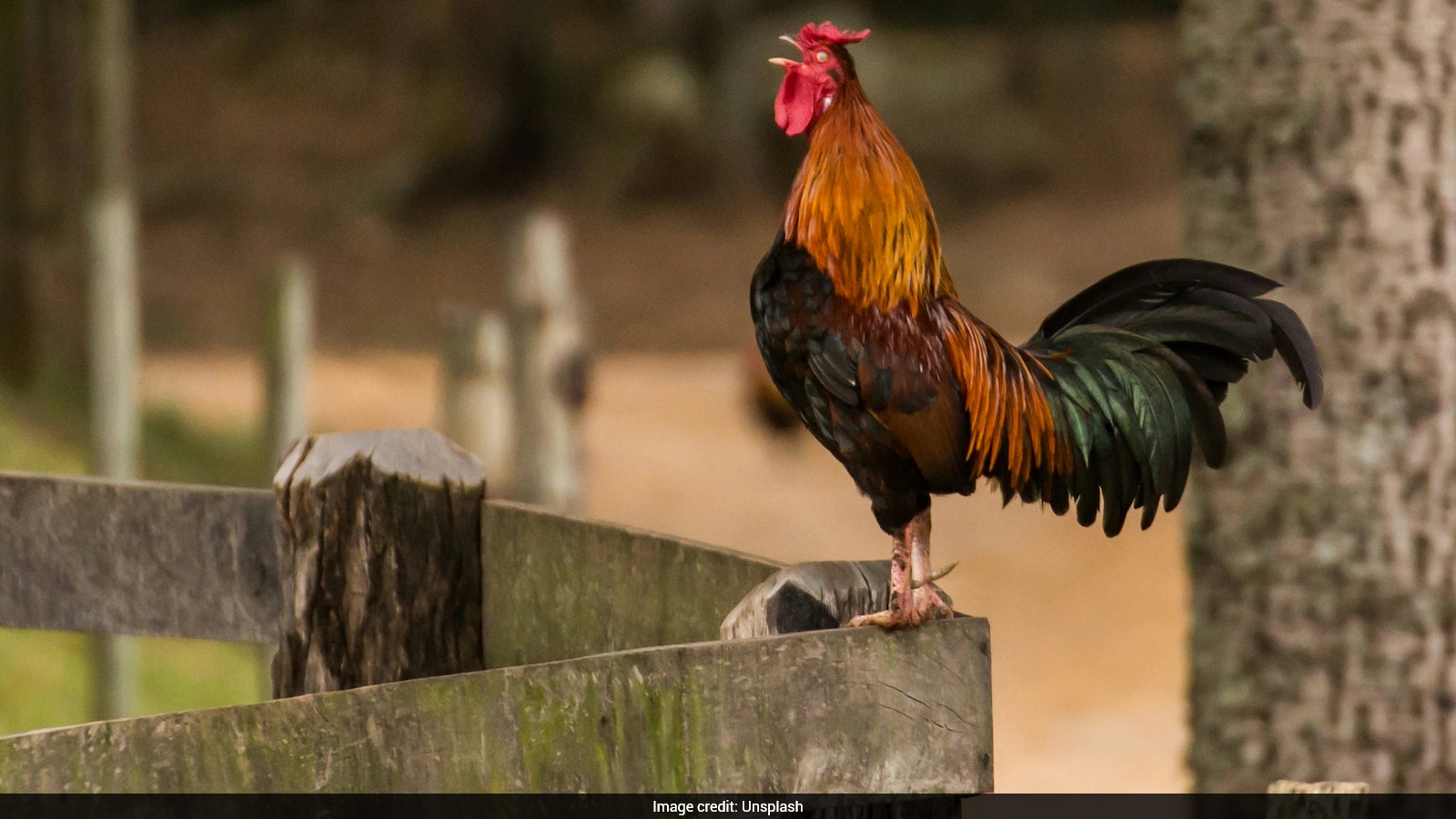 Rooster Martin Waits Outside Bolivian Hospital Years After Owner’s Death