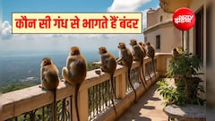बंदर भगाने के लिए क्या करना चाहिए? बंदर सबसे ज्यादा किस चीज से डरते हैं, जान‍िए यहां