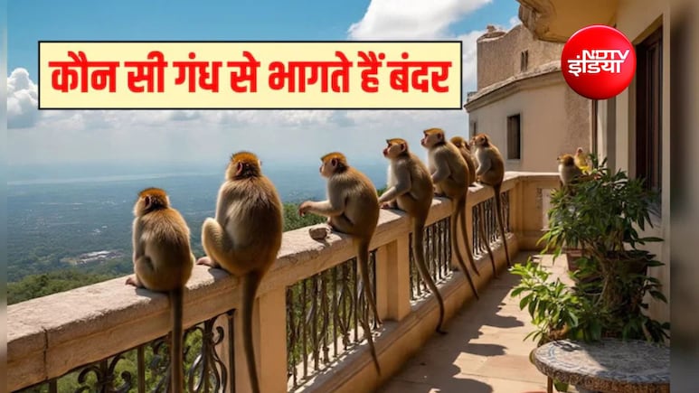 बंदर भगाने के लिए क्या करना चाहिए? बंदर सबसे ज्यादा किस चीज से डरते हैं, जान&zwj;िए यहां