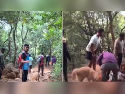 After Man Dies Near Pune Fort, Pet Dog Stays, Follows Body Down Mountain