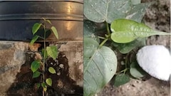 घर की बालकनी और दीवार पर उगे पीपल के पेड़ को कैसे हटाएं? जानें नमक का घोल कैसे करेगा कमाल