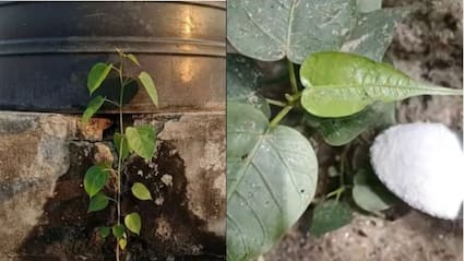 घर की बालकनी और दीवार पर उगे पीपल के पेड़ को कैसे हटाएं? जानें नमक का घोल कैसे करेगा कमाल