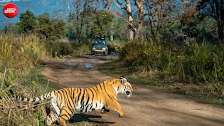 जिम कॉर्बेट पार्कः गार्ड को दबोचे बैठा था बाघ, साथी ने दिखाई ऐसी हिम्मत की बच गई जान
