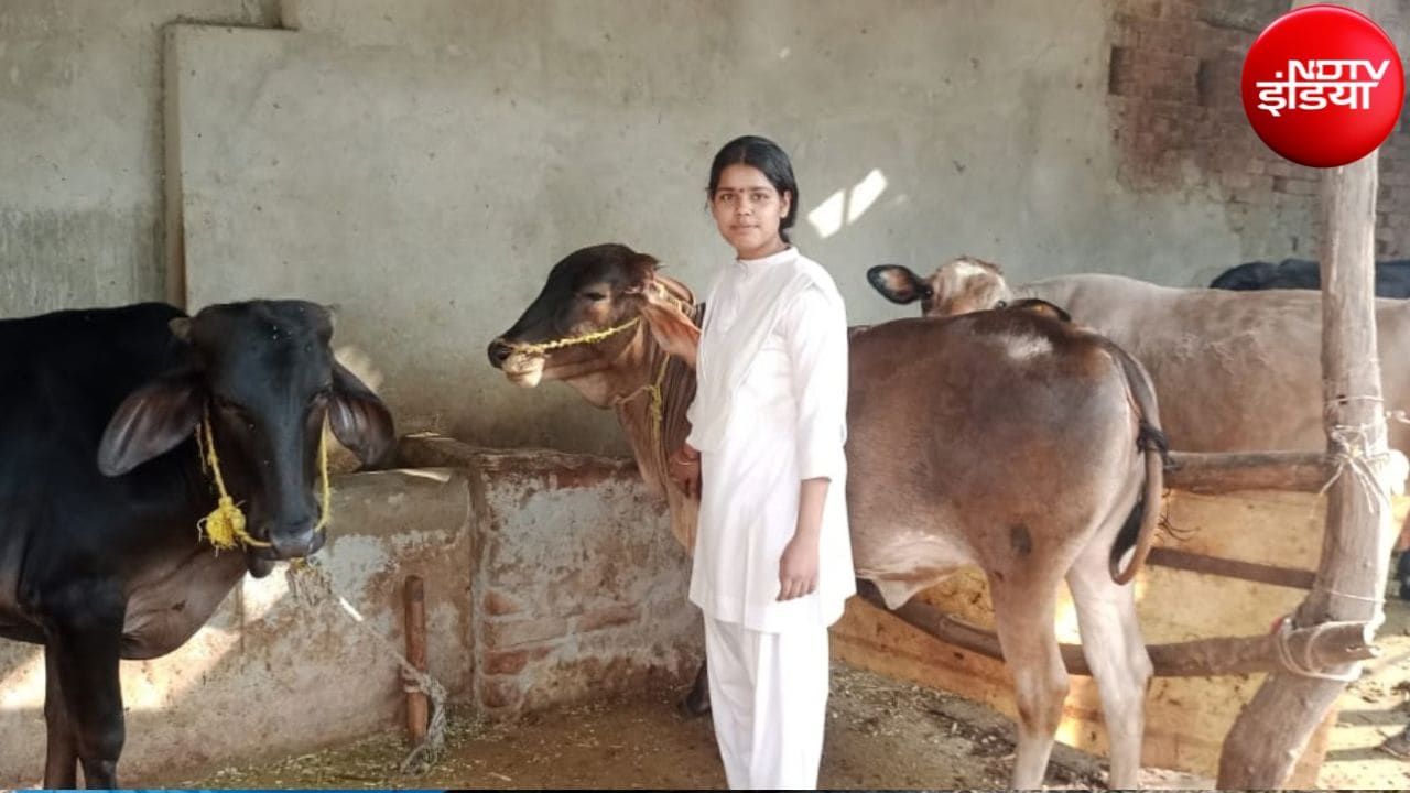 अपनी गौशाल में अपनी गायों के साथ शुभावरी चौहान. देसी नस्ल की इन गायों के दूध से वो घी निकालकर बेचती हैं. अपनी गौशाल में अपनी गायों के साथ शुभावरी चौहान. देसी नस्ल की इन गायों के दूध से वो घी निकालकर बेचती हैं.