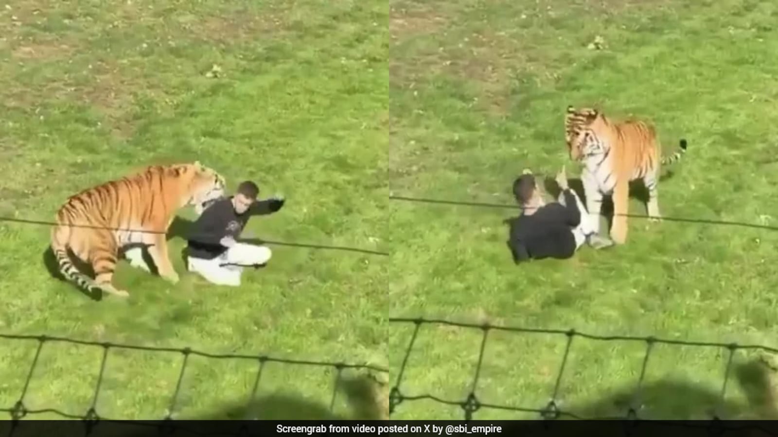 UK Wildlife Park Confirms Siberia Tiger That Mauled Man To Death Will Not Be Euthanised