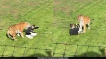 Siberian Tiger That Killed Man At UK Wildlife Park Will Not Be Euthanised